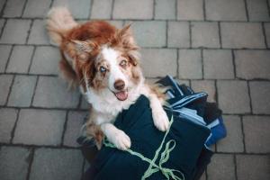 Psička Vicky je ambasadorka projekta Prijatelji živali